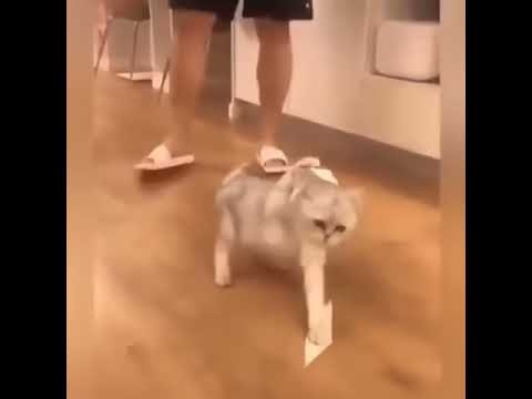 Коту к лапам прилепили скотч