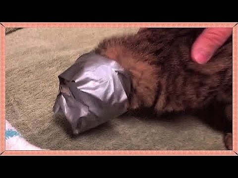 Кот Замотанный в скотч