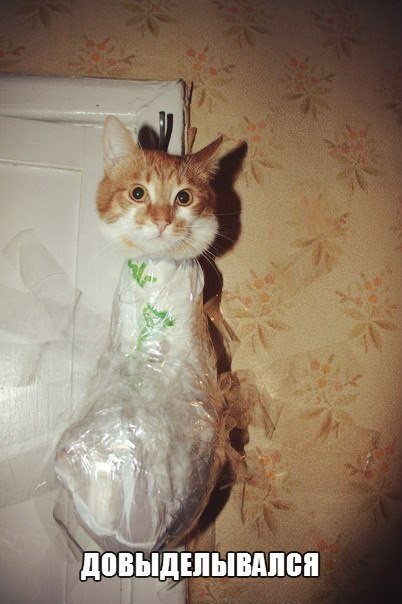 Кот Замотанный в скотч