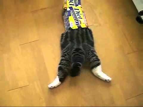 Кошка заклеенная скотчем