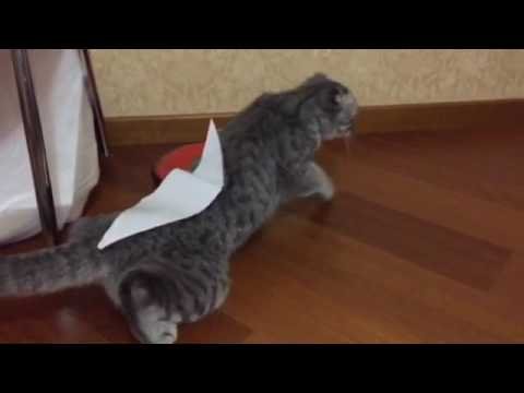 Кот в скотче