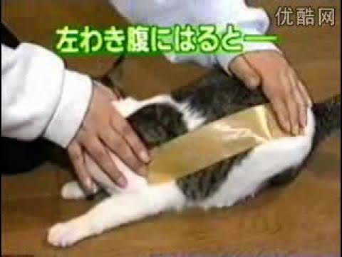 Кошки со скотчем на спине