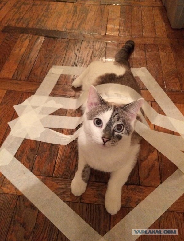 Кот в скотче