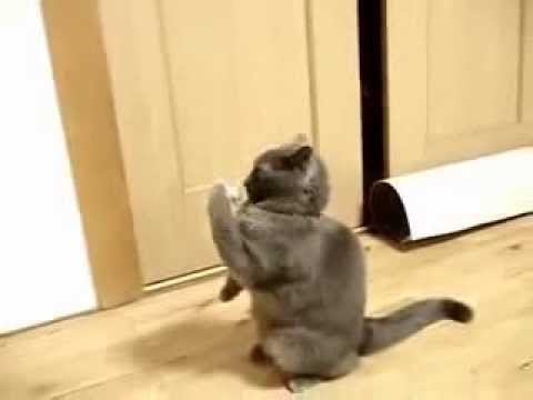 Кот с бумажками на лапах падает