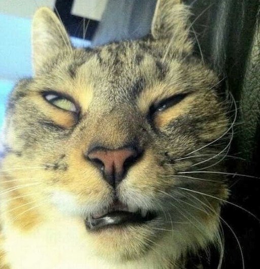 Обкуренный кот