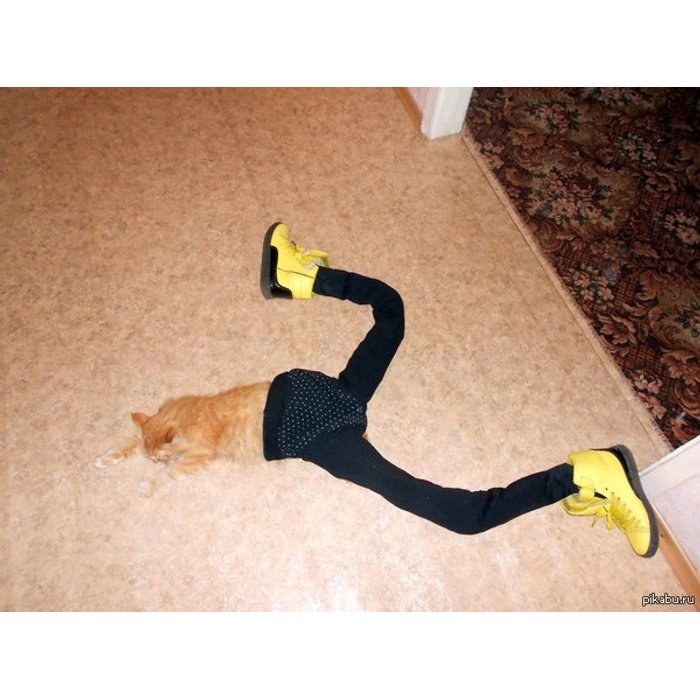 Штаны для котов