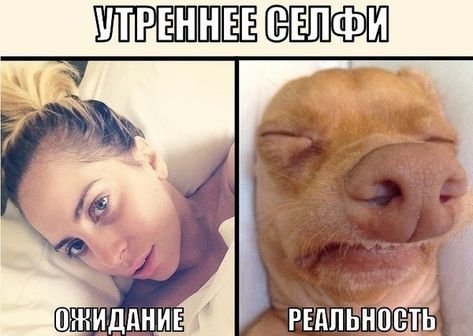 Смешные картинки до слёз