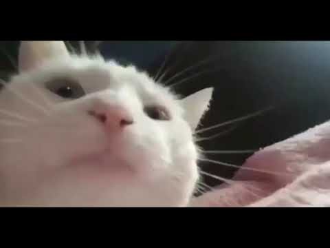 Котик качается