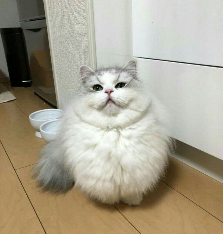 Смешной пушистый кот