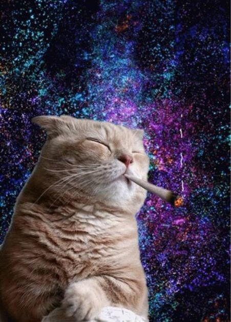 Кот в космосе