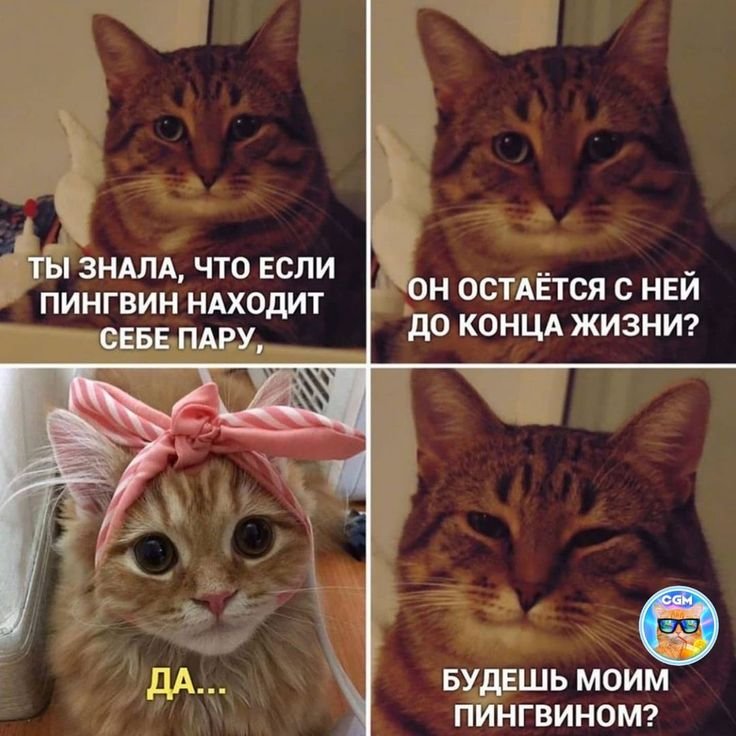 Мемы с котамb