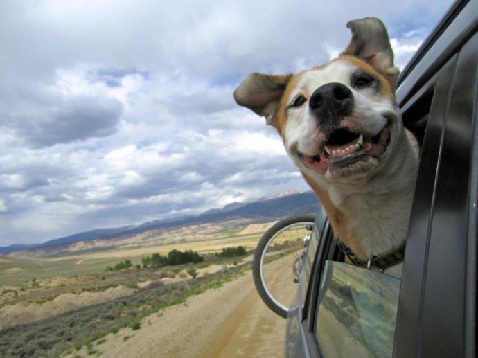 Собака выглядывает из машины