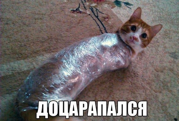 Замотанный кот