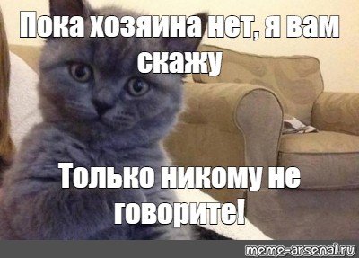 Пока Мем кот