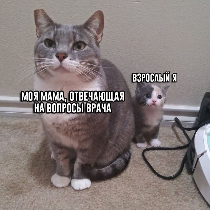 Кошка с котененком Мем