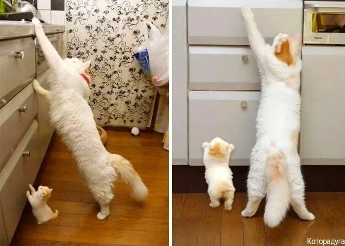 Большой и маленький кот