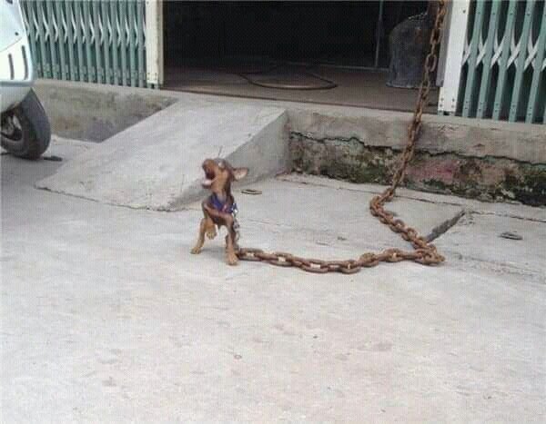 Собака на цепи