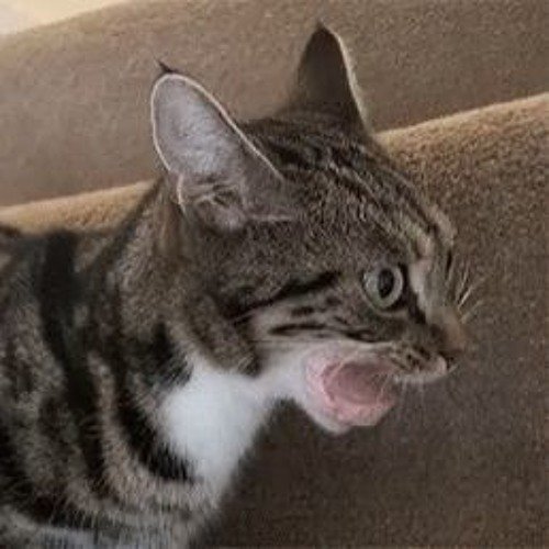 Кот и колбаса гиф