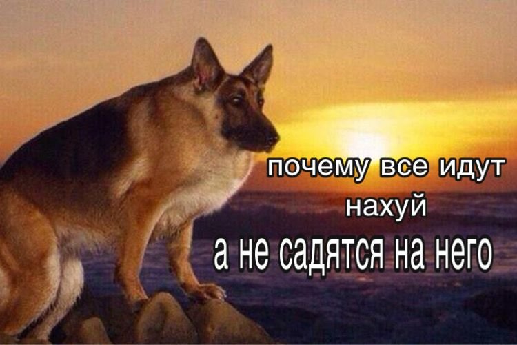 Немецкая овчарка Макс