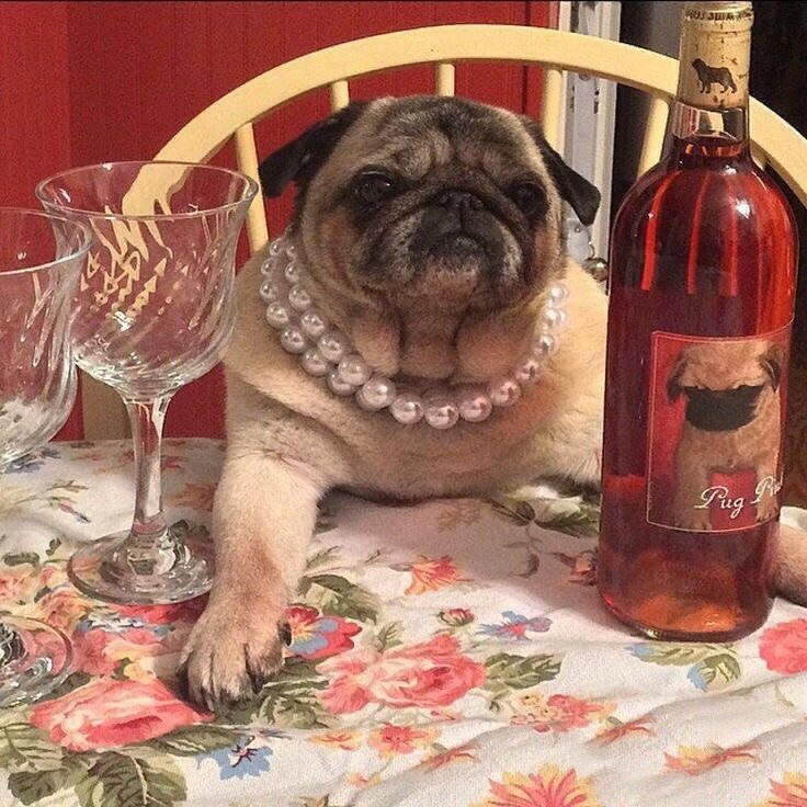 Собака с вином