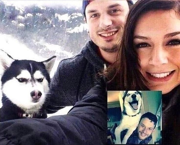 Хаски относятся к шпицам