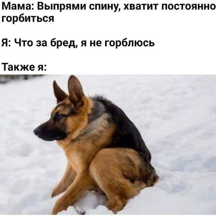 Короткая немецкая овчарка