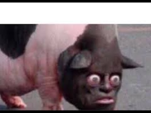 Смешные свиньи