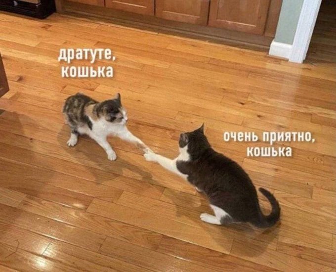 Кошка здоровается