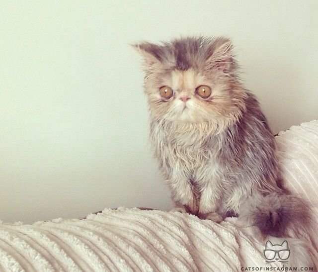 Нервный кот