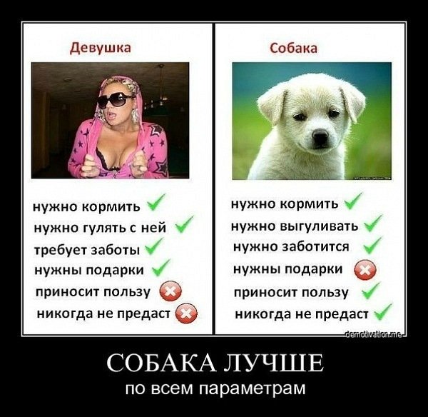 Почему собака лучше девушки