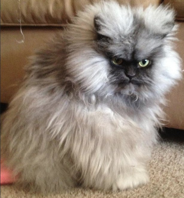 Персидская длинношерстная шиншилла