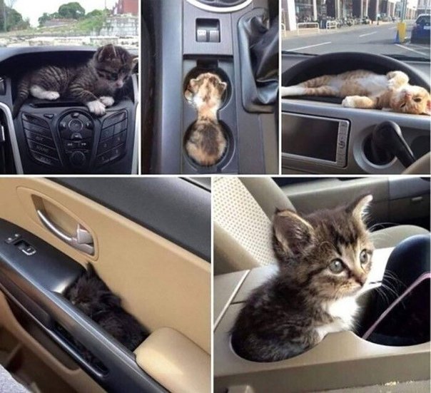 Коты и авто