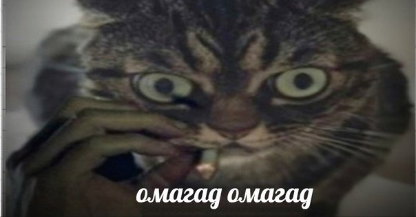 Нервный срыв Мем кот