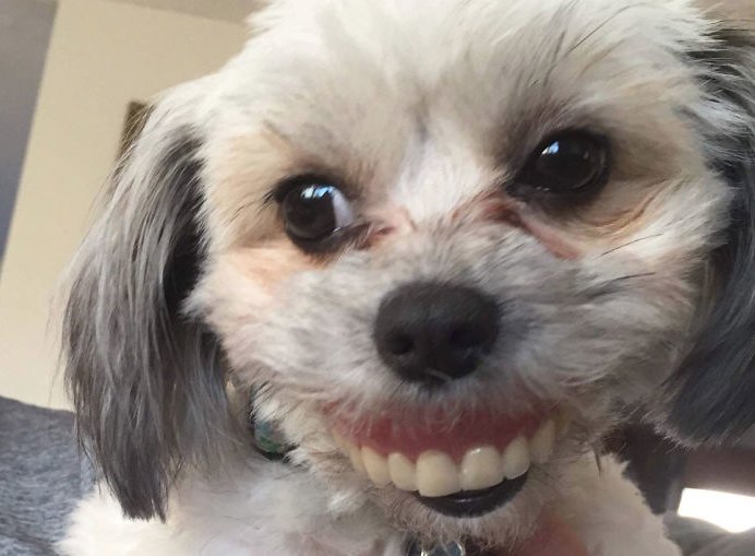 Пес с человеческими зубами