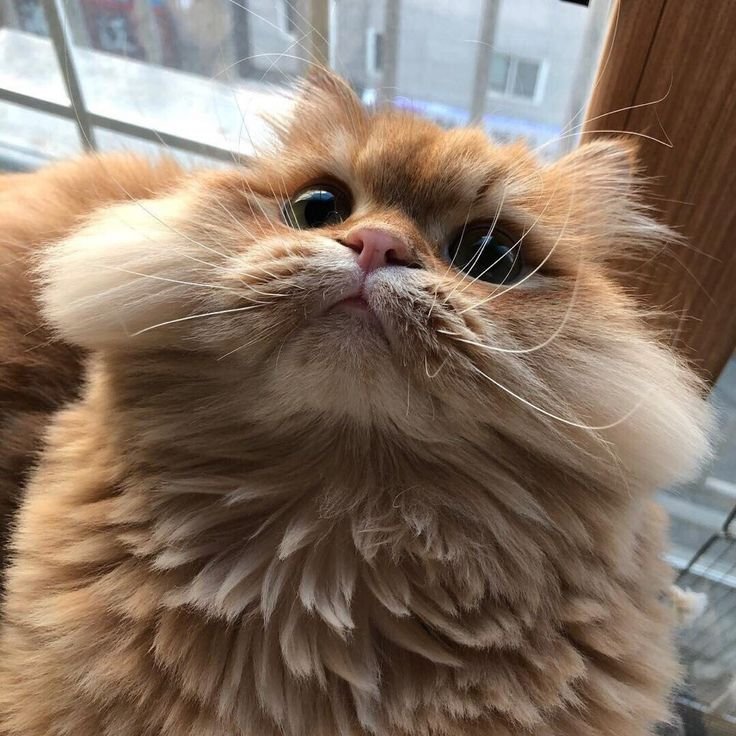 Кошка с щечками