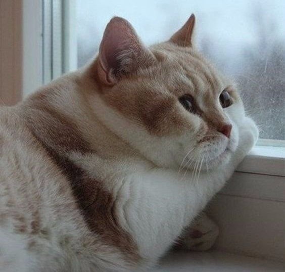 Пухлые котики