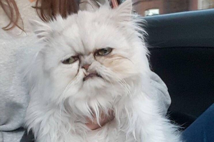 Персидская шиншилла Вилфред