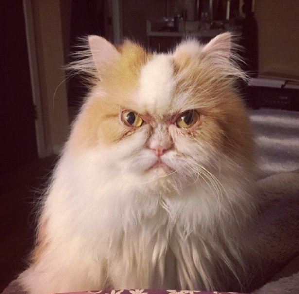 Персидская шиншилла Вилфред