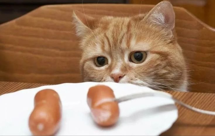 Коты и сосиски