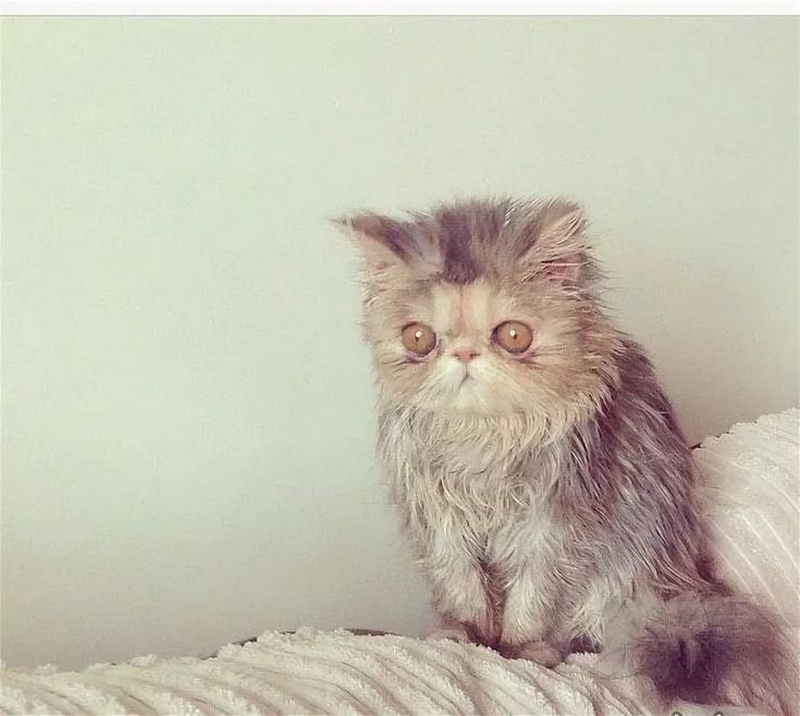 Нервный кот