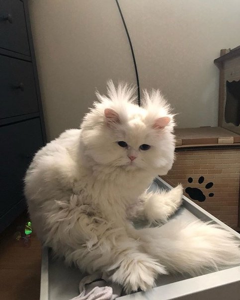 Белая пушистая кошка