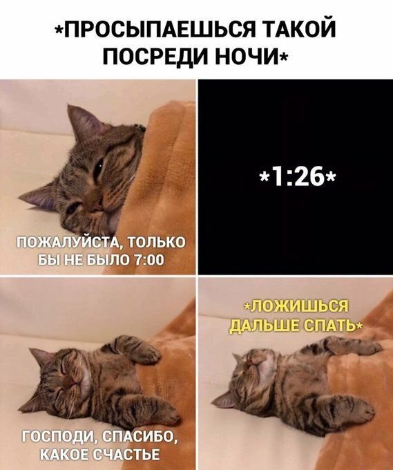 Мемы с котиками