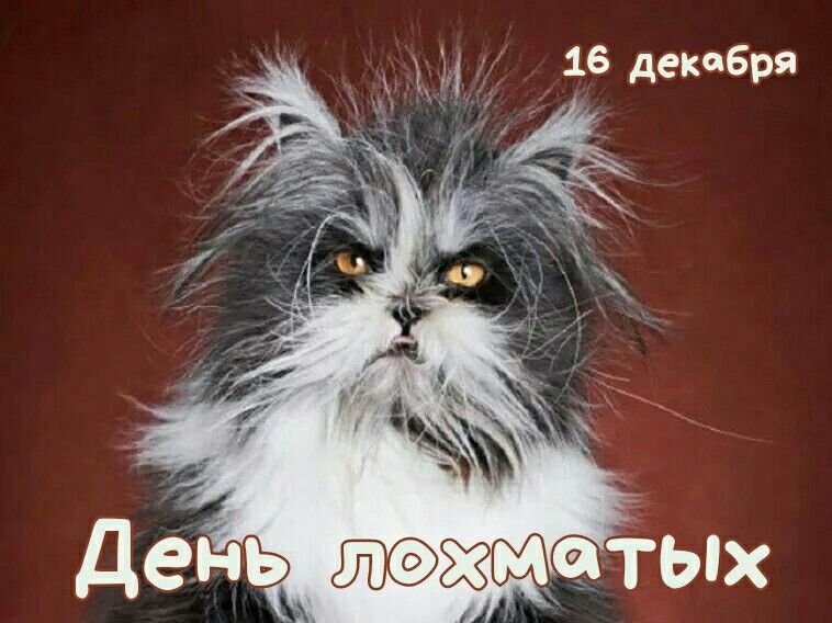 Растрепанная кошка