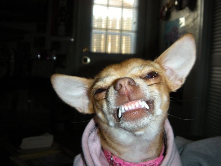 Чихуахуа Хуа злая