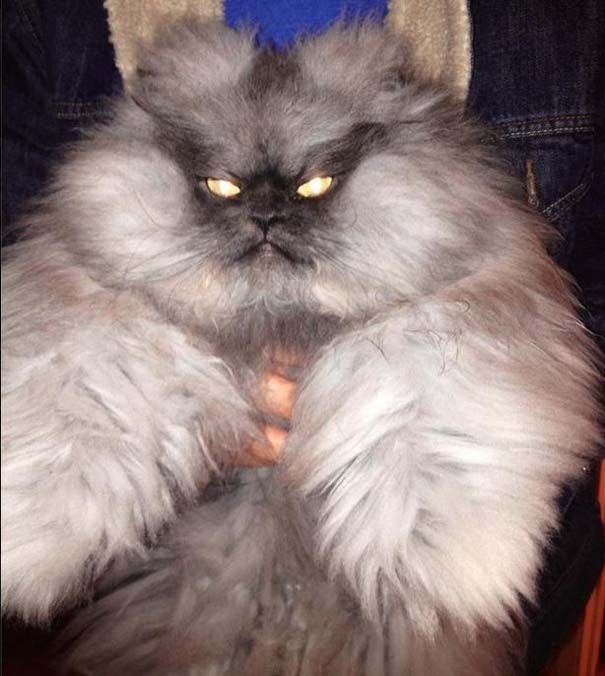 Персидская длинношерстная шиншилла