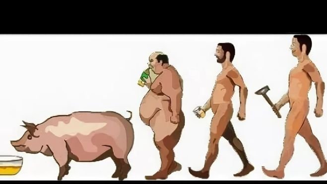 Эволюция свиньи