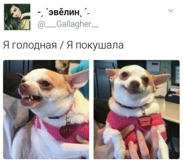 Голодный покушал