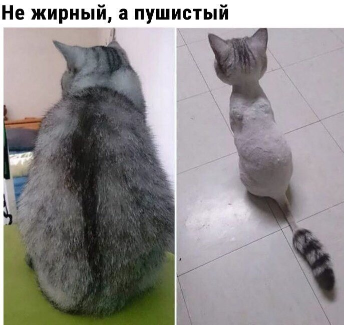 Стрижка кошек