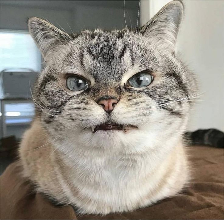 Кот со злой мордой