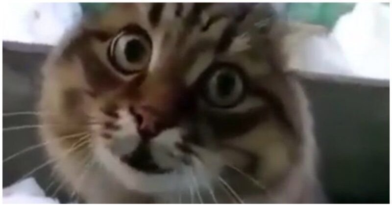 Кот с нервным тиком смешной